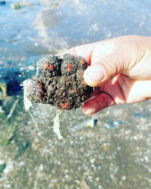 Viscosos pero sabrosos, ¿te atreves a probar los piures?