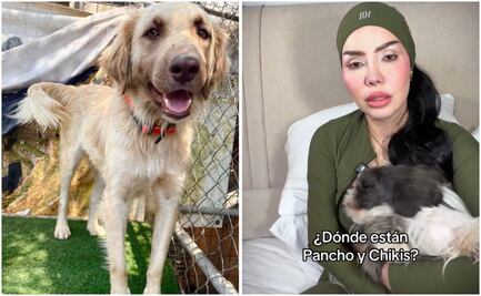 Refugio "Patitas Firmes" acusa a Sol León por presunto abandono de perritos; creadora responde en redes