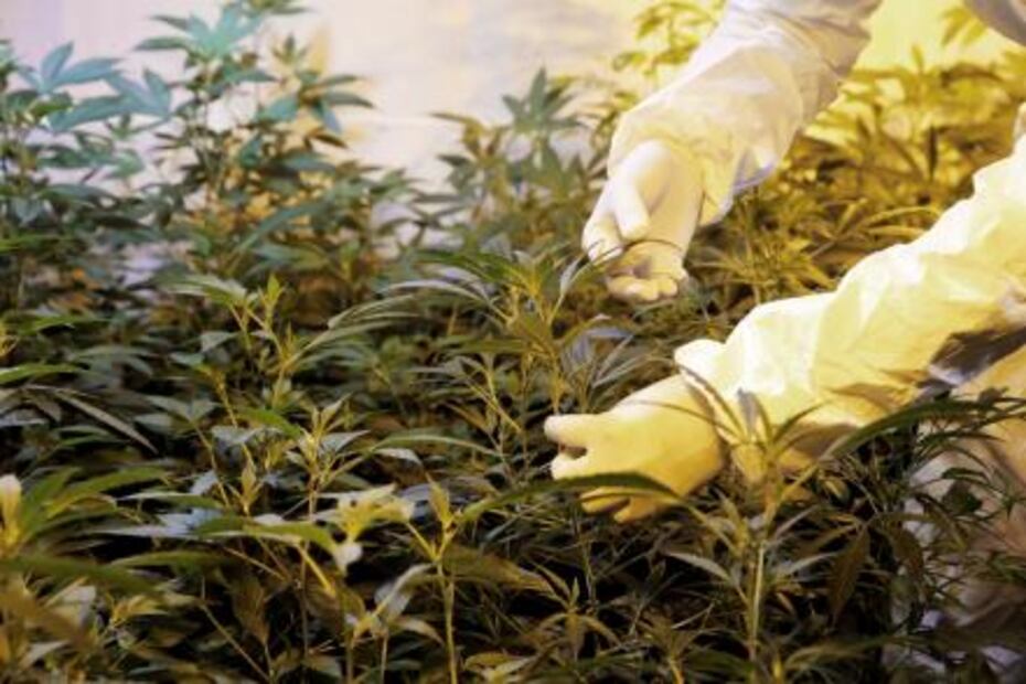 Las claves de la venta legal de marihuana recreativa en Uruguay