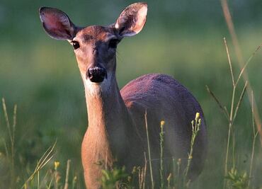 White-tailed deer, Mexico's biodiversity heritage