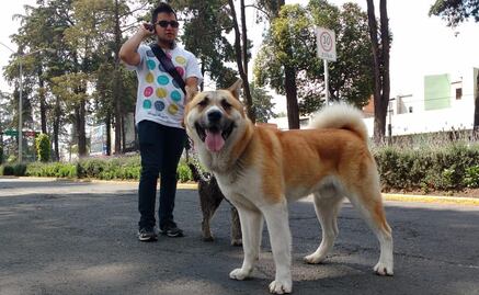 Así puedes registrar a tu mascota en la CDMX 