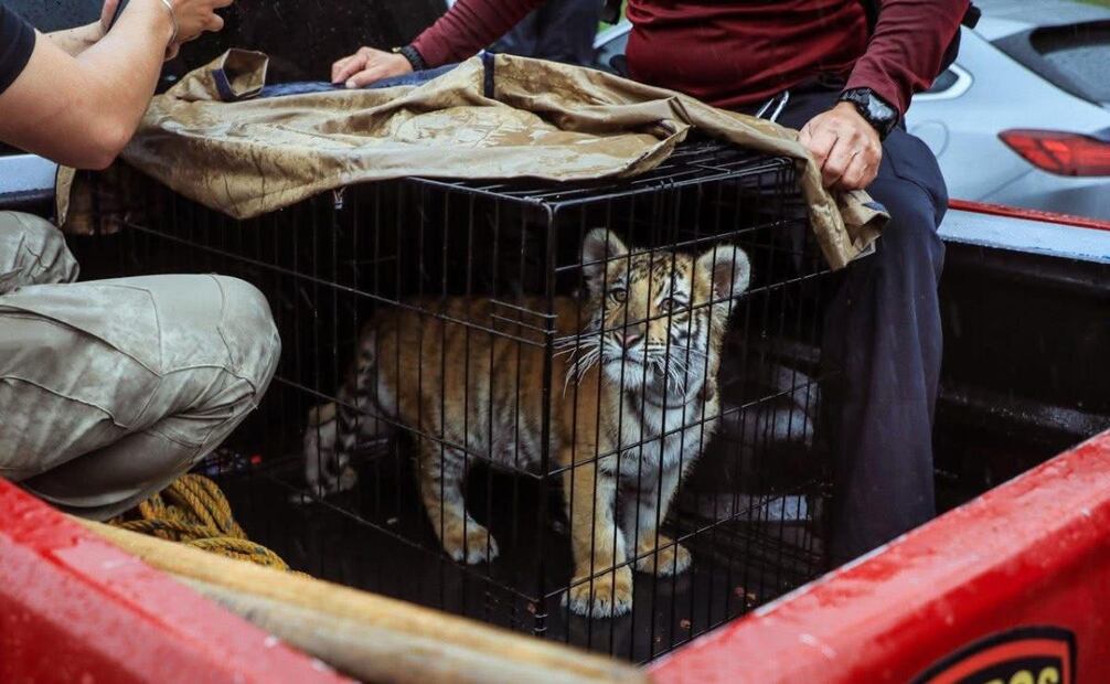 Tigre de bengala en cautiverio (18/06/2025). Foto: Especial