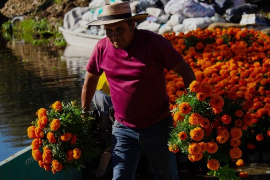 Cempasúchil llena de vida a Xochimilco