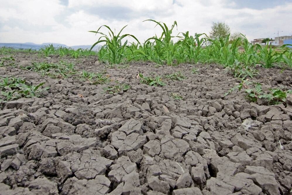 A mediados de marzo, 20.7% de los municipios del país mostraron niveles de sequía considerada como extrema a excepcional, de acuerdo con un análisis de HR Ratings. Foto: Especial