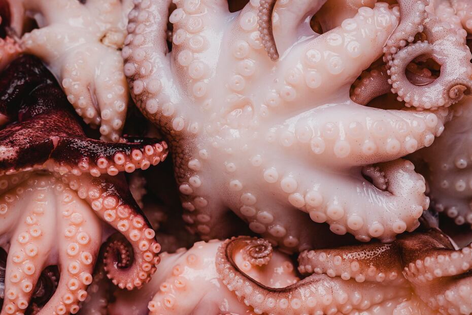 El pulpo es bajo en calorías y rico en proteínas, Omega-3 y minerales esenciales. Foto: Freepik