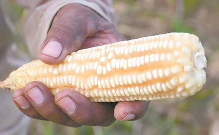 Grupos de la 4T mantienen prohibición a maíz transgénico: Kenneth Smith