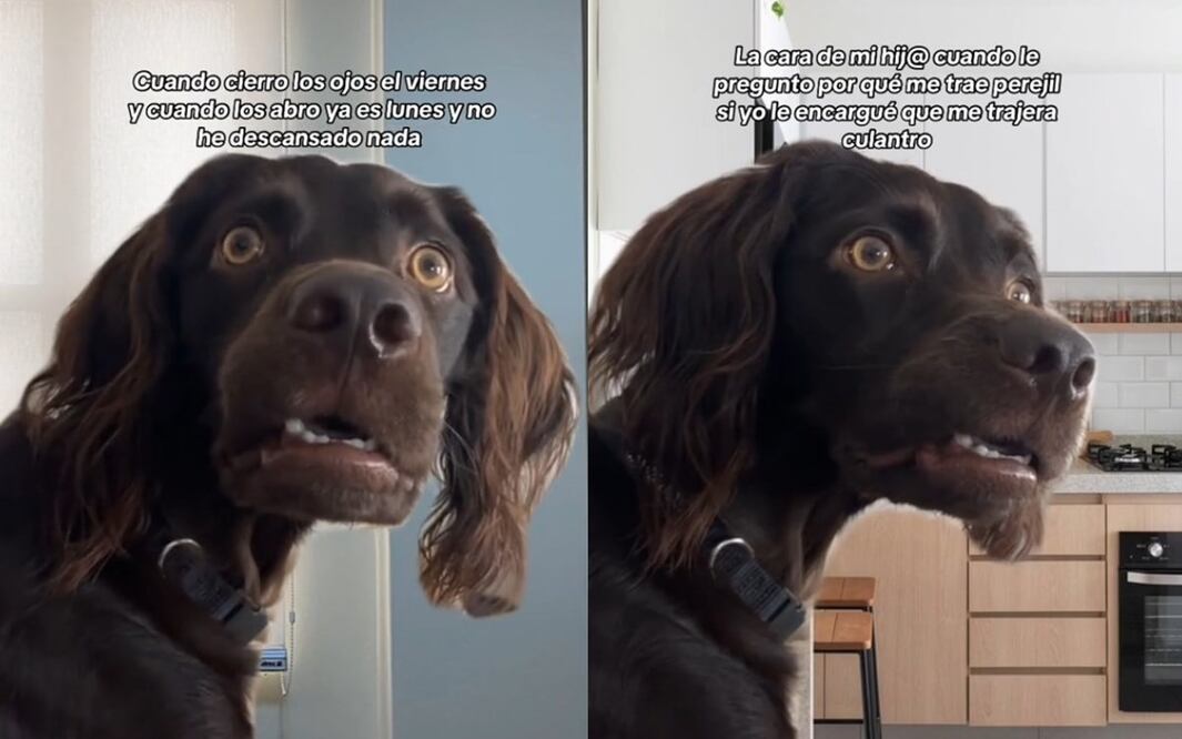 El meme del "perro confundido" es la sensación en TikTok. Foto: TikTok