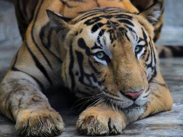 Reportan la presencia de un tigre de bengala suelto en comunidades de Ahome, Sinaloa