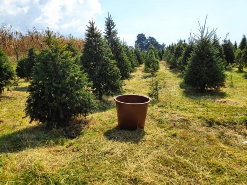 Promueven en Edomex venta de pinos en maceta para temporada navideña