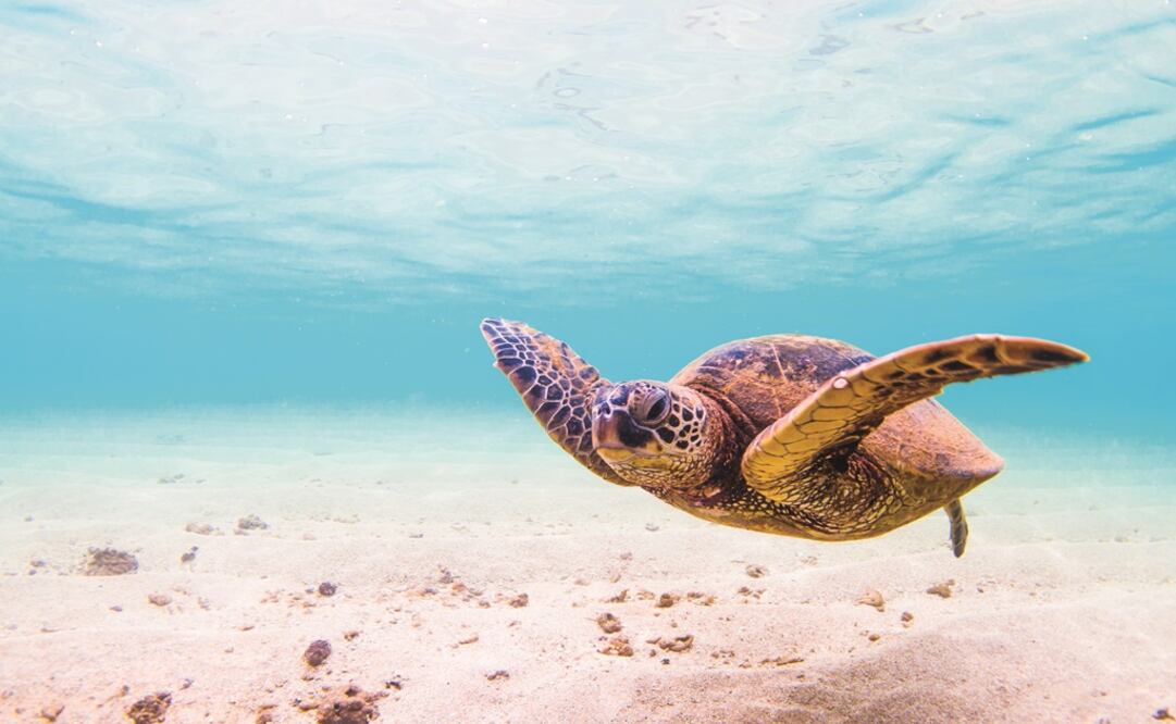 El Día Mundial de los Océanos fue creado en 1992 y oficializado por las Naciones Unidas en 2009. Foto: Archivo EL UNIVERSAL