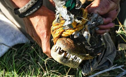 Tras días de búsqueda, capturan a cocodrilo en estanque de ejido en Tamaulipas; es llevado a Zoológico Tamatán