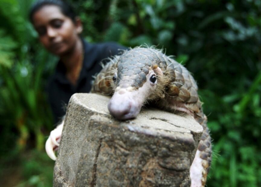 Mitos y verdades: ¿Qué sabemos del origen del SARS-CoV-2?