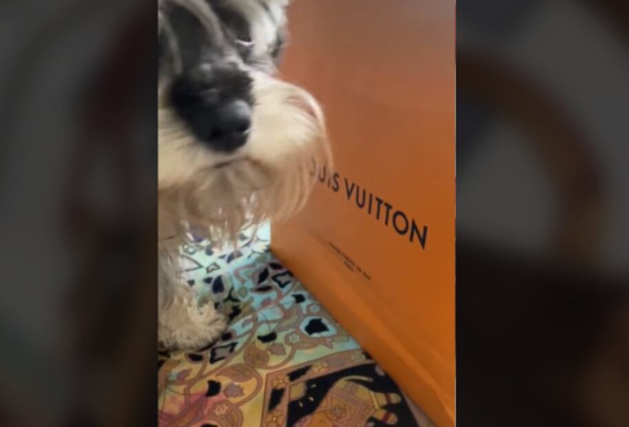 Tiktoker compra bolso Louis Vuitton para recoger heces fecales de su lomito