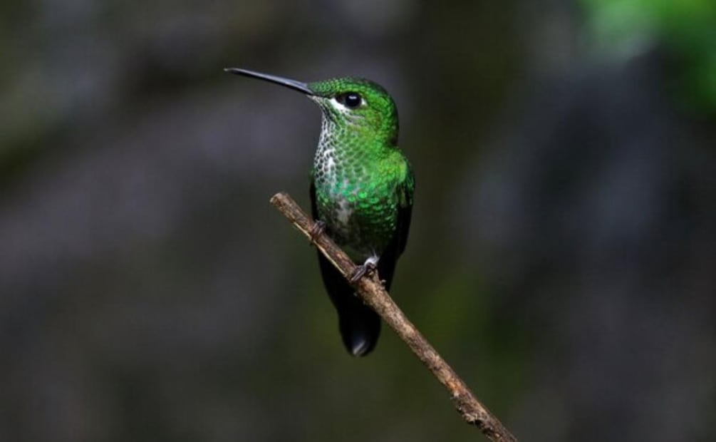 Las fascinantes joyas voladoras y su importancia en la naturaleza. Fuente: Freepik.