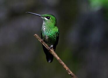 6 curiosidades sobre los colibríes que debes saber