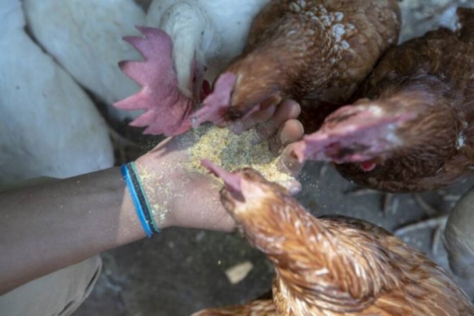¿Cuántas calorías tiene un huevo de gallina?