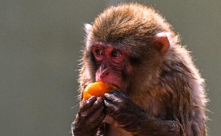 Zoológico de Roma reparte helados de carne y sangre a los animales ante plena ola de calor