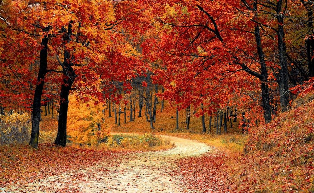 Disfruta del espectacular equinoccio de otoño, la bienvenida a una de las épocas favoritas del año de muchas personas. Foto: Pixabay