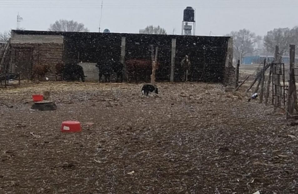 Cae nevada en plena primavera en municipios de Chihuahua