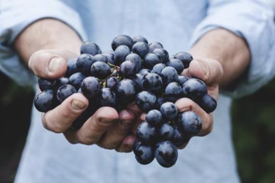 ¿Cómo saber que un alimento es orgánico?