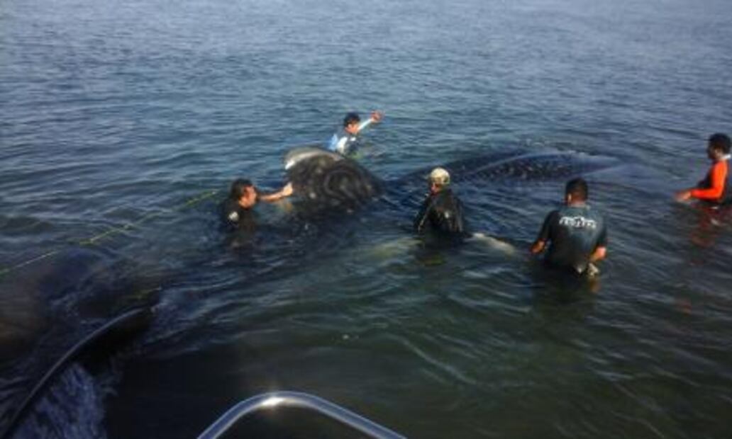 Rescatan a tiburón ballena varado en BCS