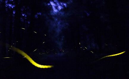 Puebla ofrece el nuevo espectáculo “La ruta de las luciérnagas”