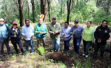 Arranca Jornada de Reforestación 2025 en la alcaldía Magdalena Contreras; plantan 300 pinos