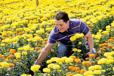 Cempasúchil. Una flor de tradición mexicana