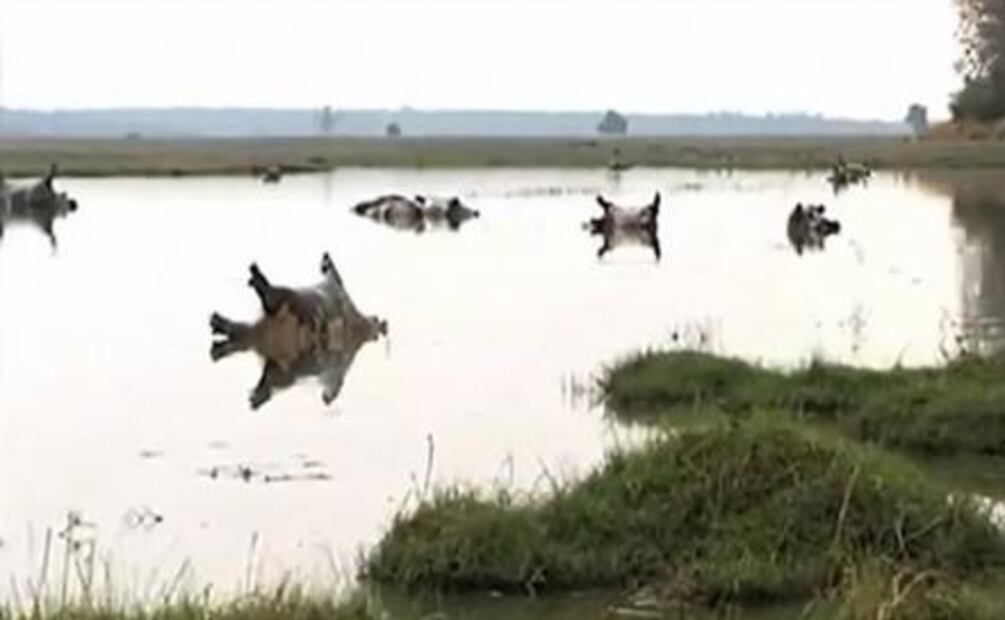 Mueren 100 hipopótamos en Namibia; sospechan de bacteria que causa ántrax