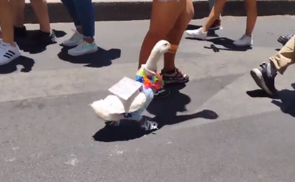 Pato se une a la marcha LGBT+ en CDMX Foto: @MarcoFragoso18