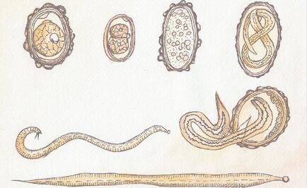 Desarrollan software que identifica huevos de helmintos