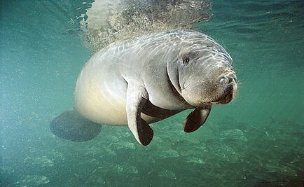 Manatees endangered for breach of rules in Mexico
