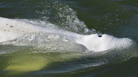 Los desesperados esfuerzos por salvar a una ballena beluga extraviada y hambrienta en el río Sena