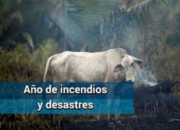 2019. Año de incendios y desastres