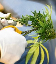 Uso de marihuana, aún lejos del emprendedor