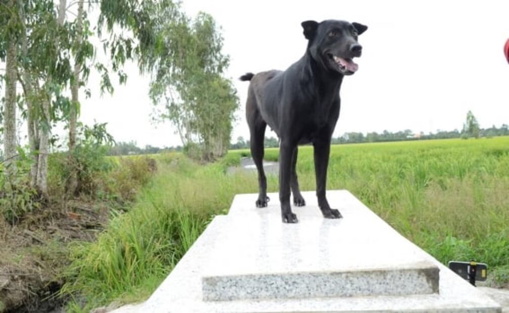 Mino, la perrita que lleva 3 años junto a la tumba de su dueño, quién se ahogó en Vietnam