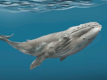 La increíble longevidad de las ballenas; ¿cómo logran vivir tantos años en el mar, según una bióloga?