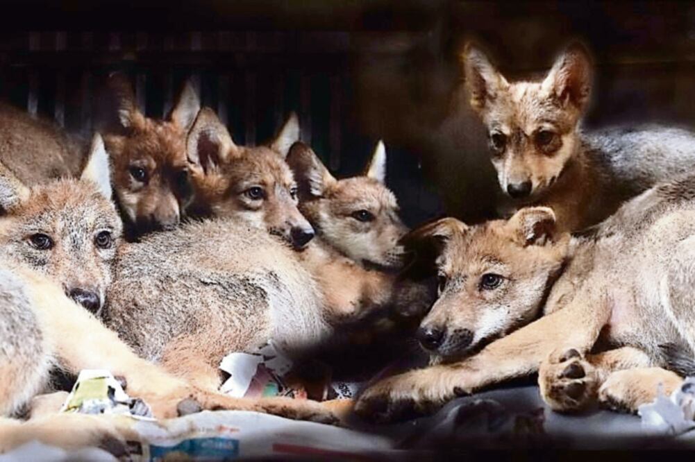 Los cachorros salieron en mayo de la lobera; son seis hembras y dos machos. Esta especie está en peligro de extinción y bajo un plan de recuperación binacional México-Estados Unidos (SEDEMA)
