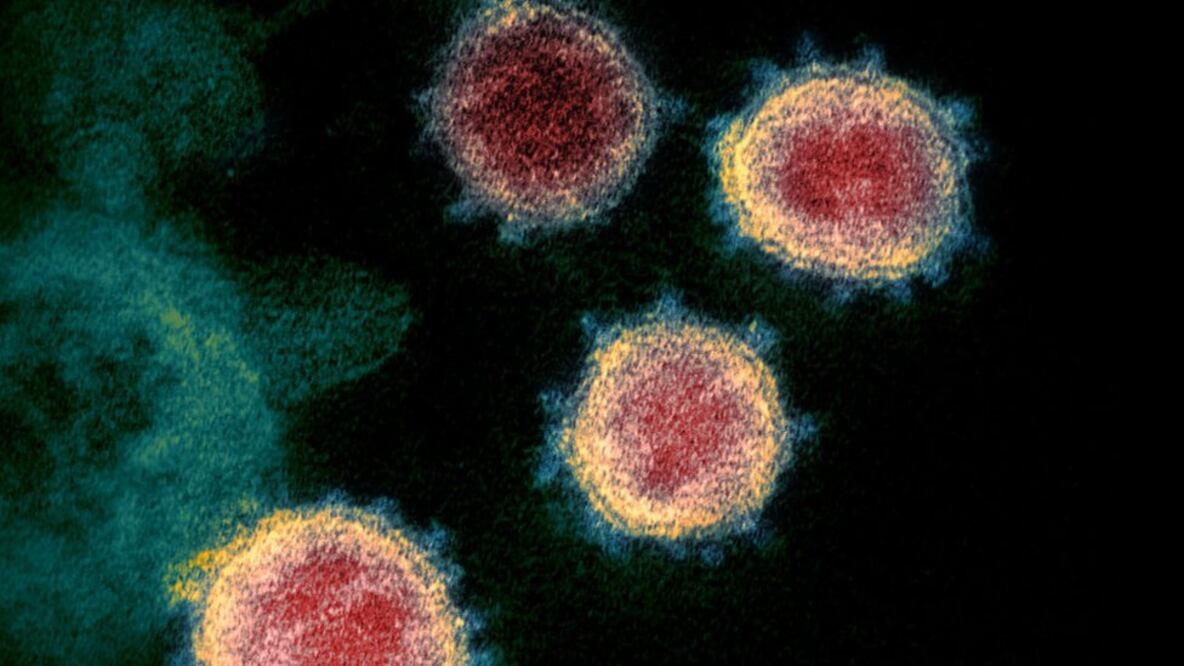 Los científicos no descartan que el misterioso gen hallado contribuya a la biología única del virus. Foto: Getty Images  vía BBC