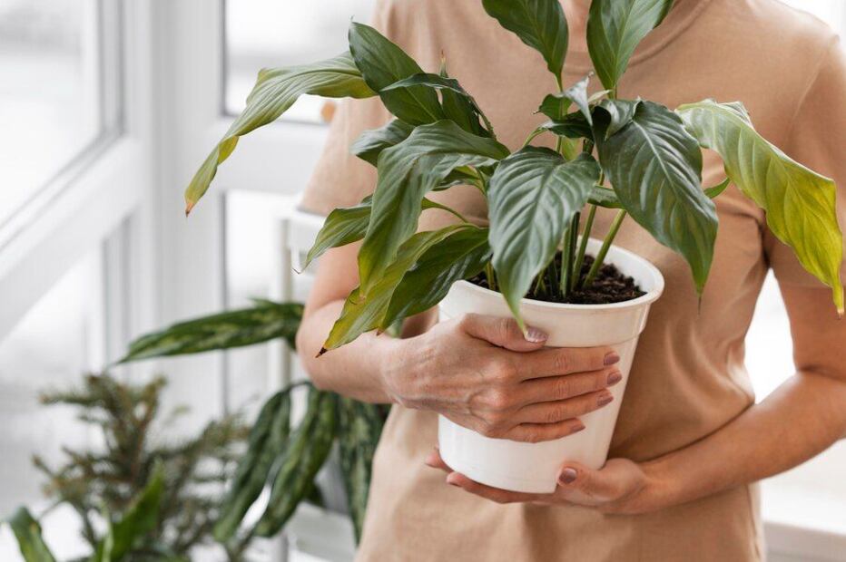 Las plantas interactúan con sus semejantes. Fuente: Freepik.