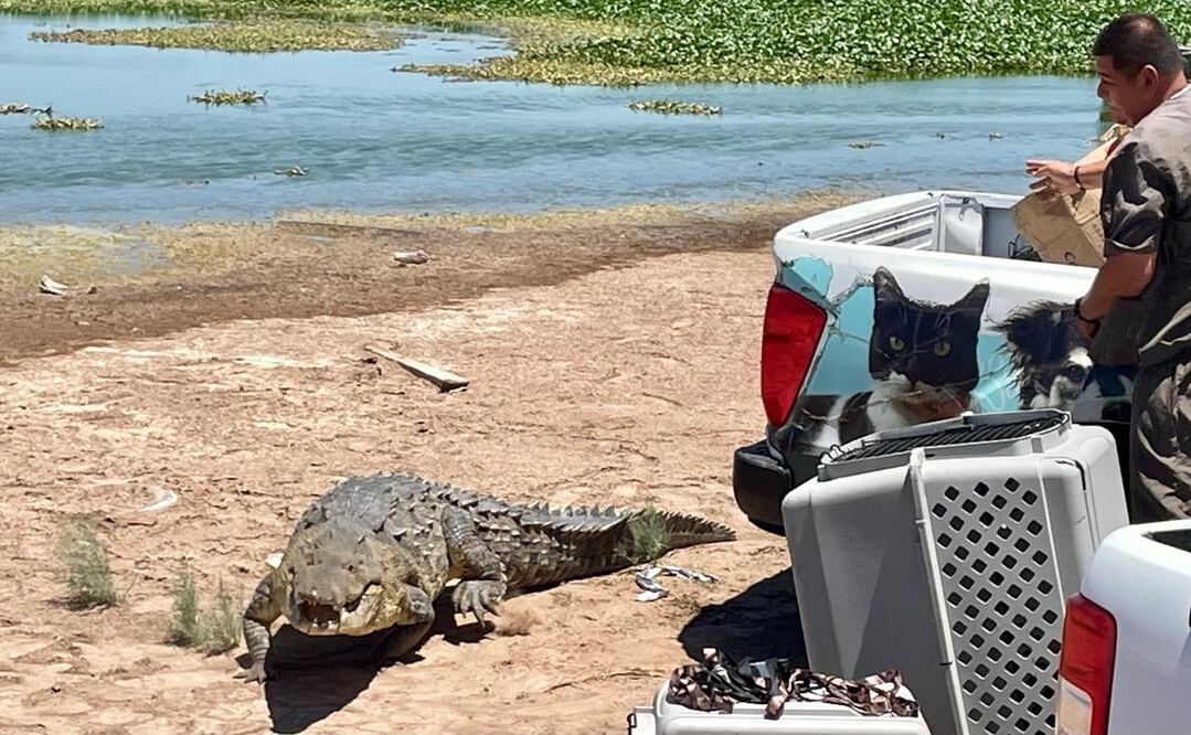 Uno de los cocodrilos fue capturado el pasado viernes en la sindicatura de Culiacancito. Foto: Especial