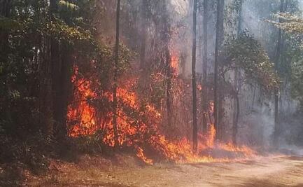 Once incendios forestales afectan Oaxaca; uno avanza sin control en Santa María Puxmetacán