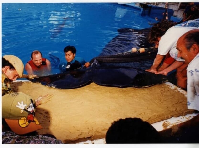 Keiko, la desafortunada historia de la única ballena amaestrada en México