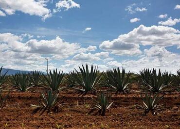 La industria del mezcal en Oaxaca agota recursos hídricos; producción masiva impacta a comunidades locales