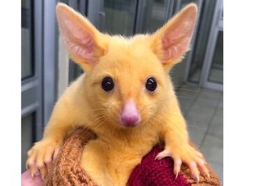 Hallan zarigüeya de color dorado en Australia; la comparan con "Pikachu"