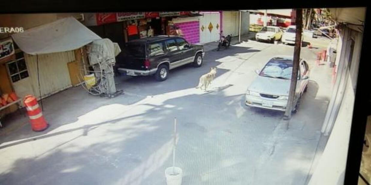 Lobo jugó con perros antes de ser asegurado en Aragón