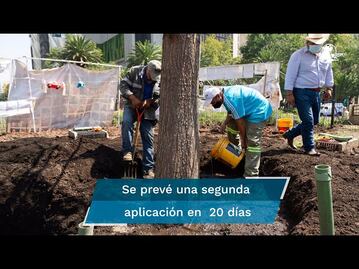 Ahuehuete de Reforma: aplican tratamiento al para promover su crecimiento