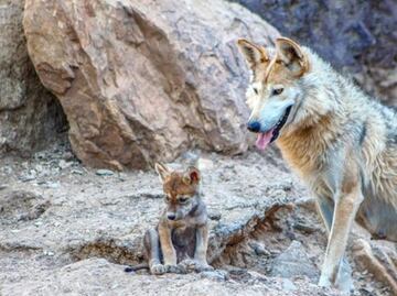 We are undergoing the 6th mass extinction of plants and animals