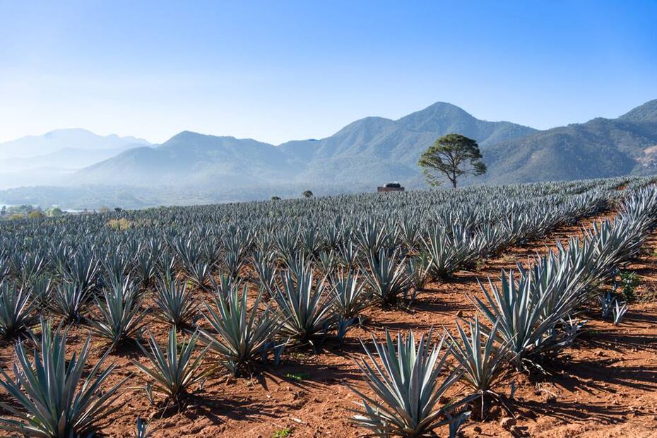 El paisaje agavero se encuentra entre las faldas del volcán de Tequila y el valle del Río Grande. Foto: Tequila Express