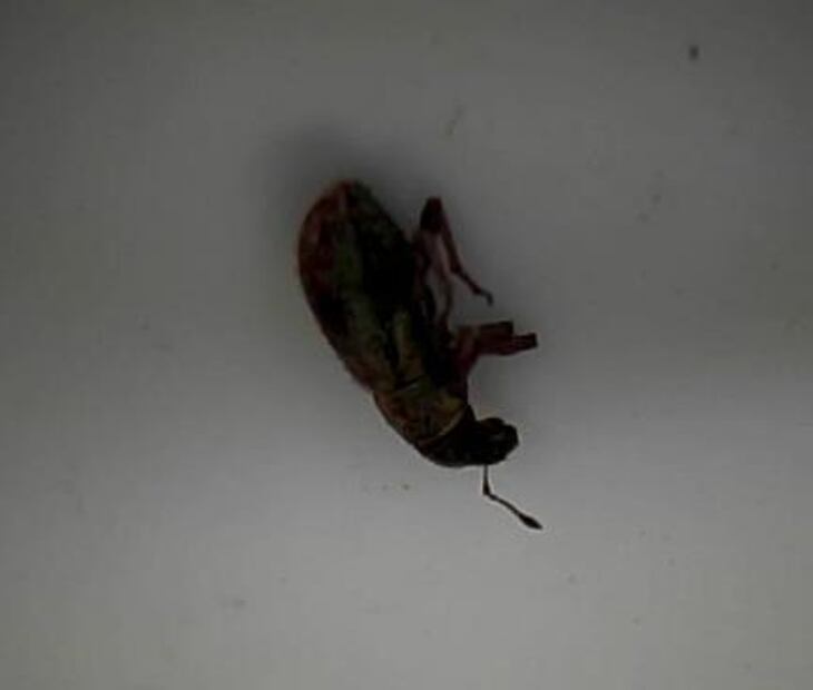 Profepa impide acceso de 2 mil 135 árboles de Navidad de EU por traer insectos vivos